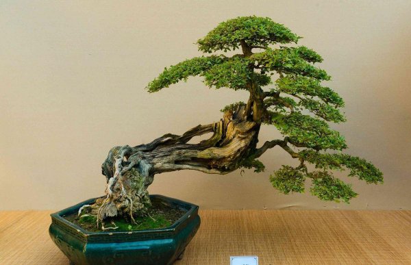 马尾松盆景怎么养