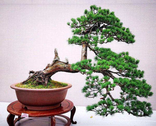 马尾松盆景怎么养