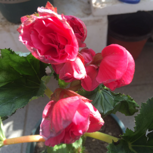 喜阴的花卉有哪些品种
