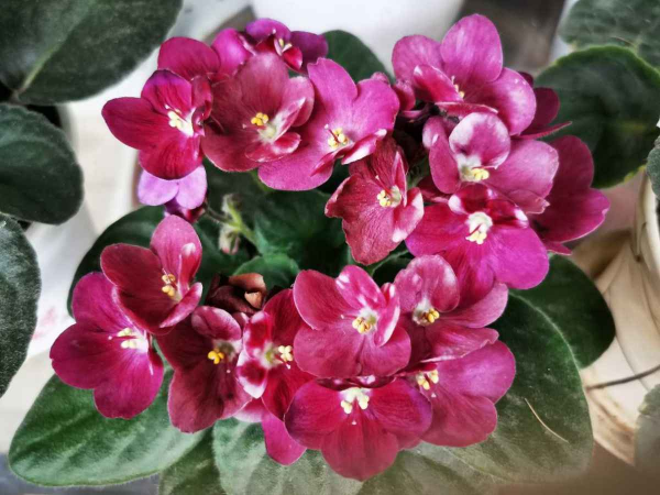 喜阴的花卉有哪些品种