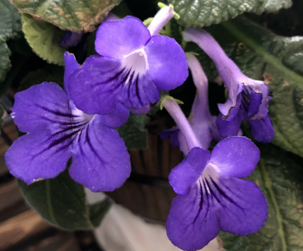 喜阴的花卉有哪些品种
