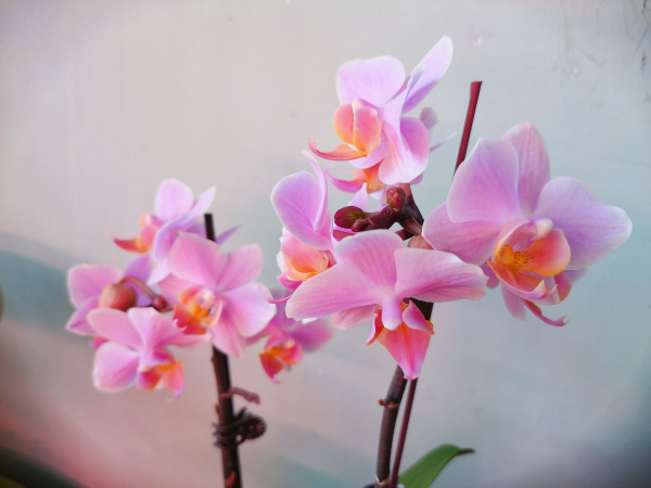 喜阴的花卉有哪些品种