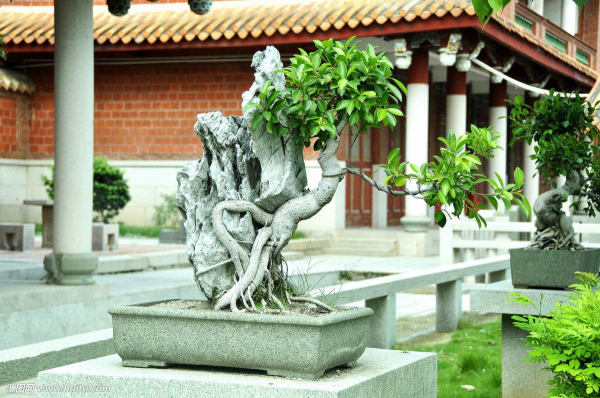 榕树盆景如何修剪