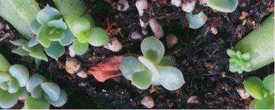 多肉植物如何繁殖 多肉繁殖方法和注意事项