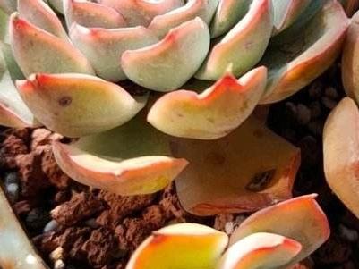多肉植物如何繁殖