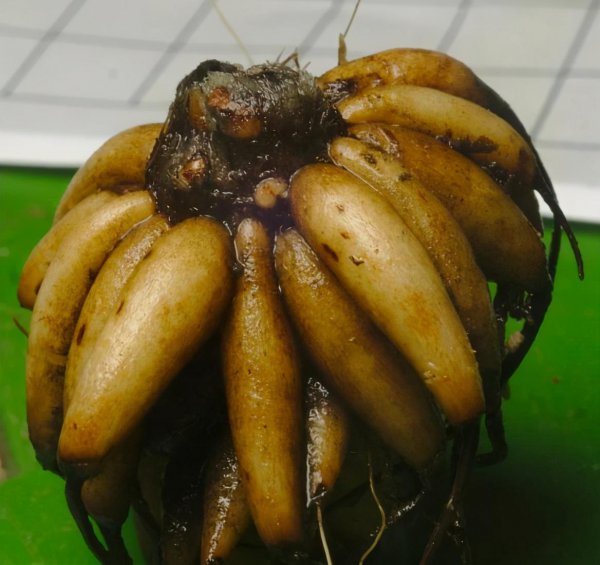花毛茛种球种植方法