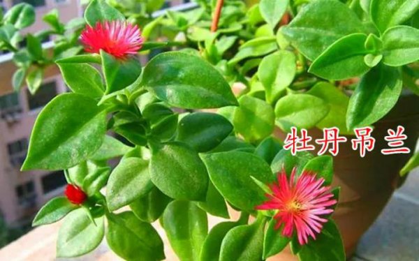 吊兰都有什么品种