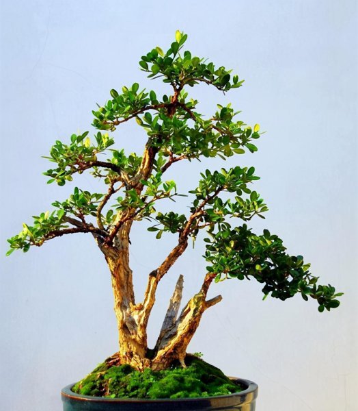 小叶黄杨盆景怎么养