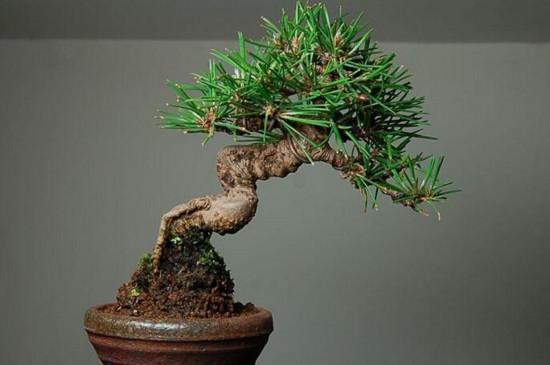 黑松盆景怎么养