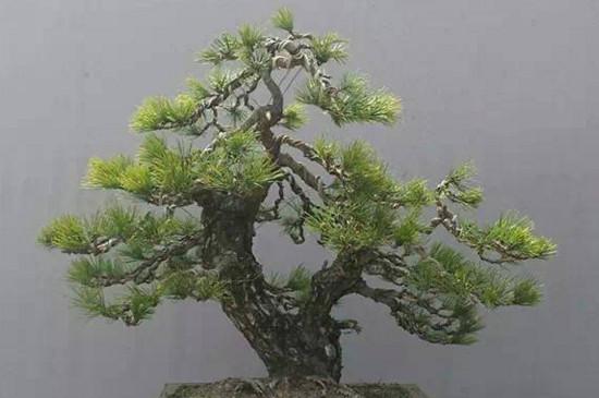 黑松盆景怎么养