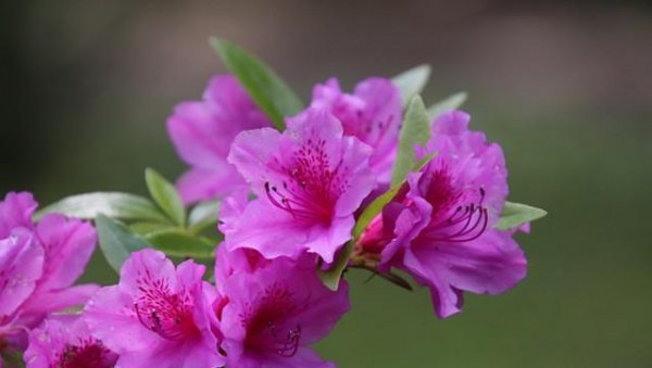 杜鹃花的品种有哪些