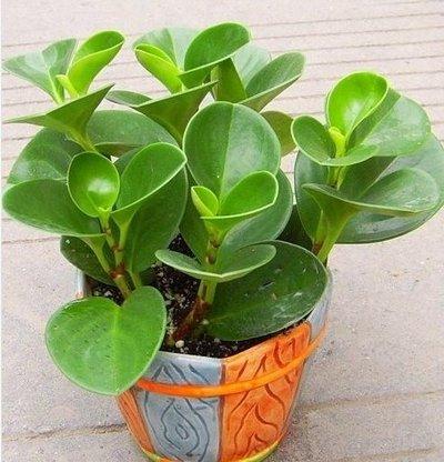 豆瓣绿老桩盆景怎么养