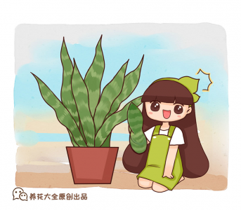 怎样养植虎皮兰盆栽 花卉虎皮兰的栽培技术