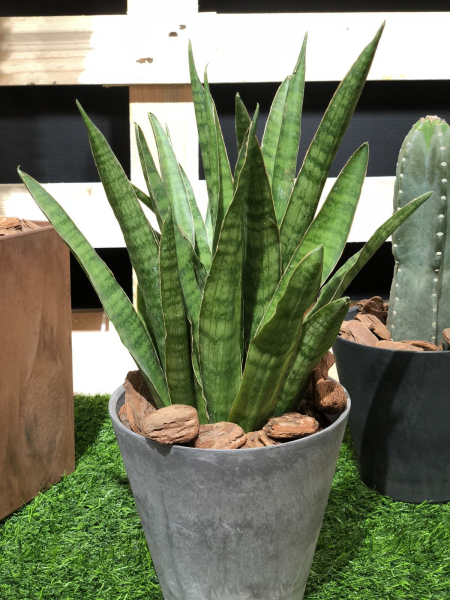 怎样养植虎皮兰盆栽
