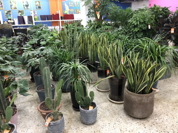 怎样养植虎皮兰盆栽