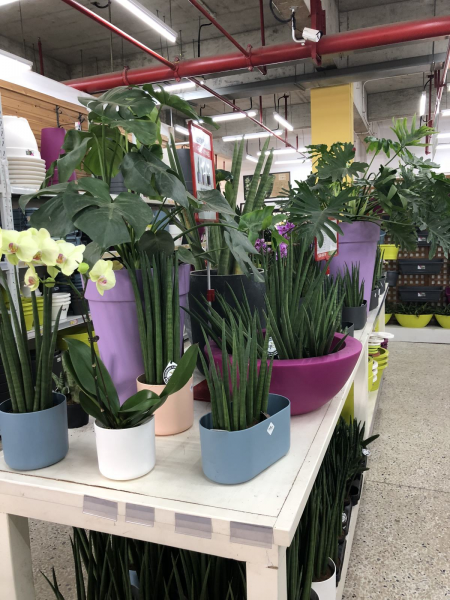 怎样养植虎皮兰盆栽