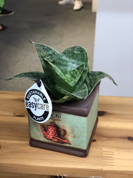 怎样养植虎皮兰盆栽