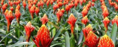 火炬花怎么养殖 盆栽火炬花的养护要点