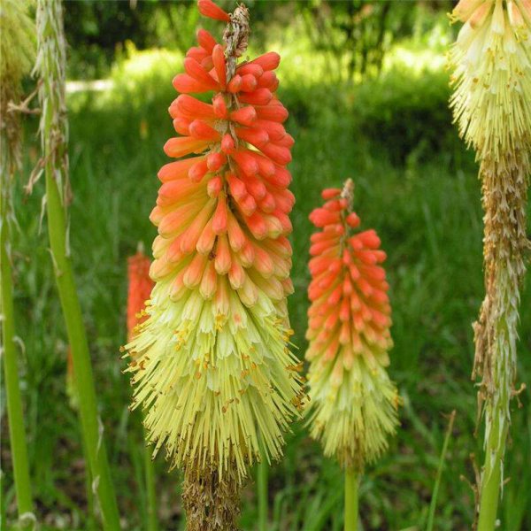 火炬花怎么养殖
