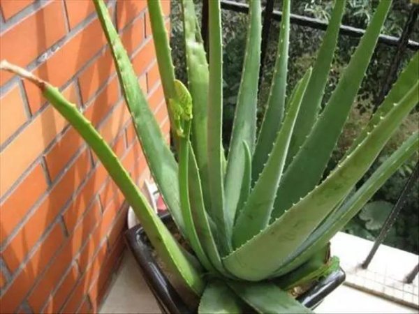 芦荟的品种有哪些