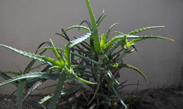 芦荟的品种有哪些