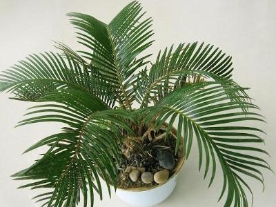 铁树如何养殖