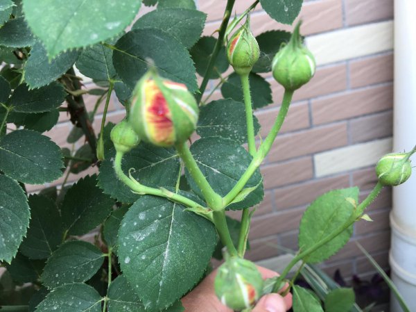 盆栽月季修剪图解