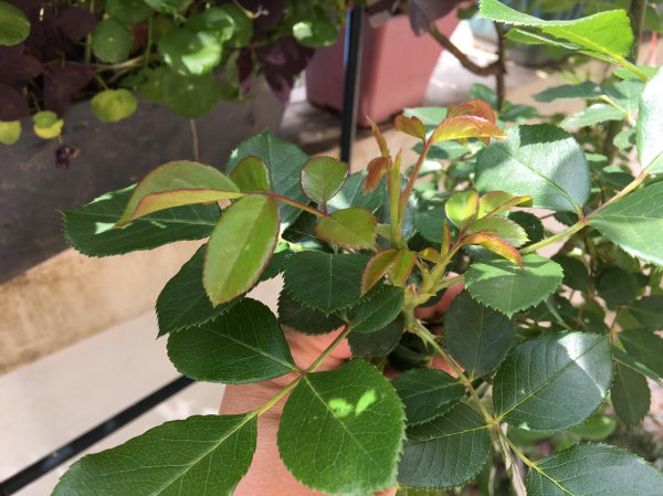 盆栽月季修剪图解