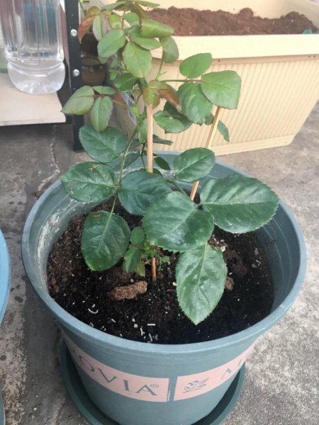 盆栽月季修剪图解
