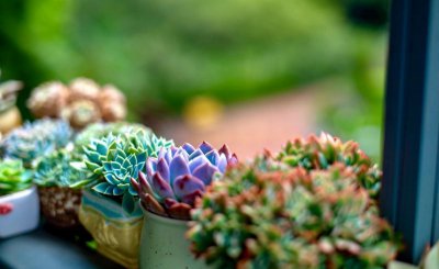常见的多肉植物种类有哪些 多肉植物的资料及介绍