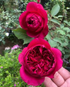 好看的月季花品种有哪些 盘点经典月季品种介绍