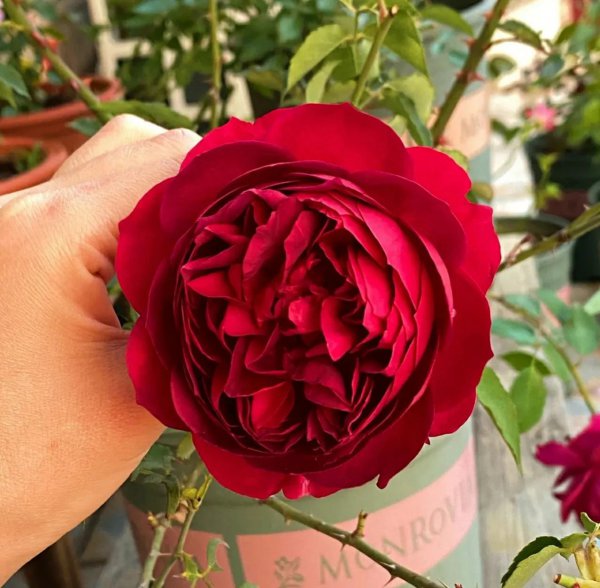 好看的月季花品种有哪些