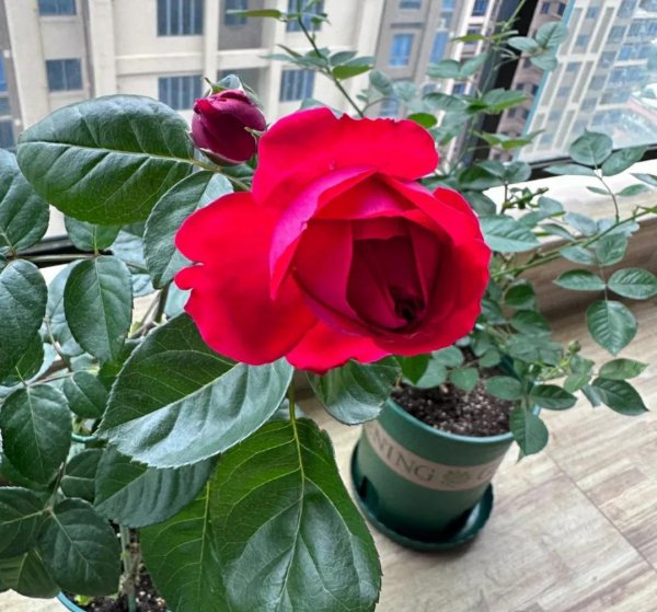 好看的月季花品种有哪些