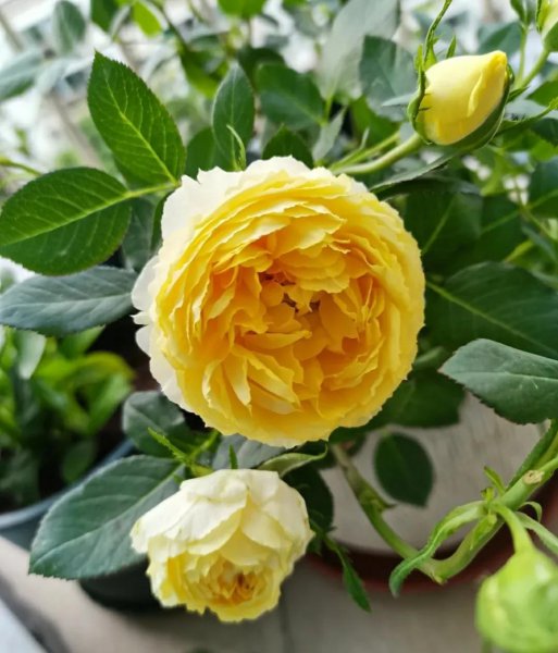好看的月季花品种有哪些