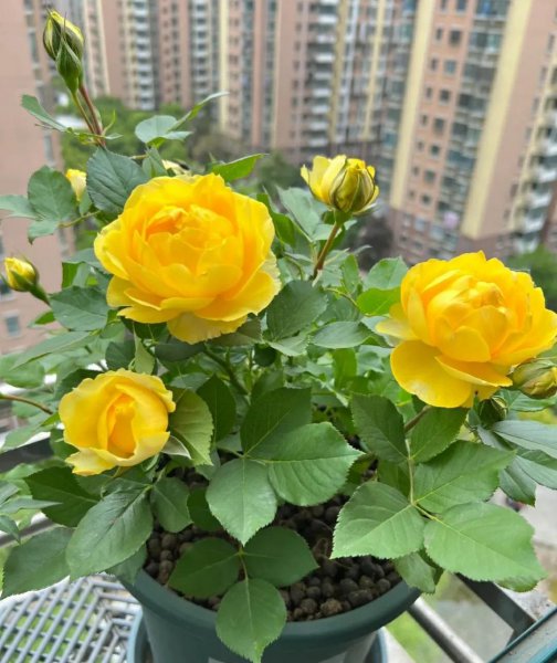 好看的月季花品种有哪些