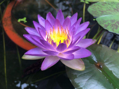 水养植物有哪些品种 最好养的水培植物排名