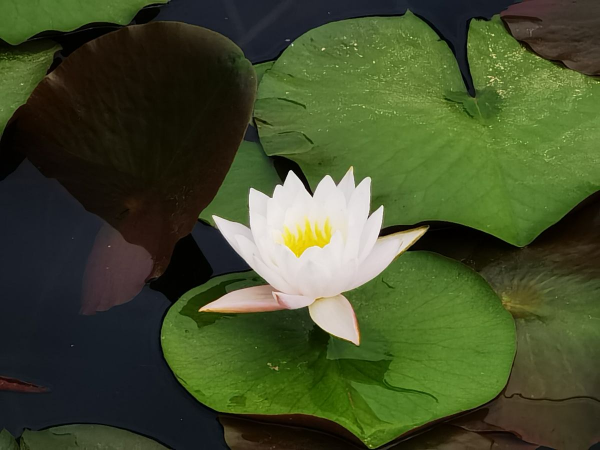 水养植物有哪些品种
