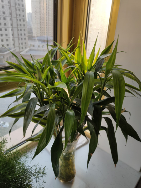水养植物有哪些品种