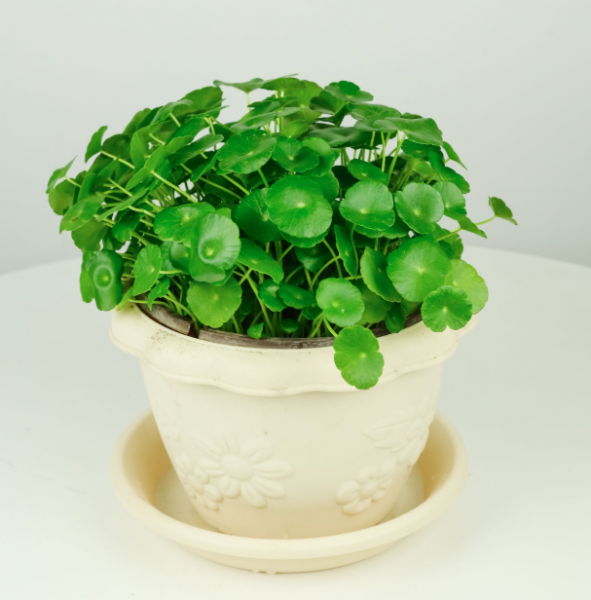 水养植物有哪些品种