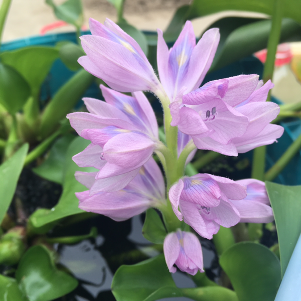 水养植物有哪些品种
