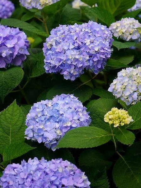 绣球花怎么养才能更旺盛