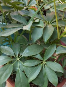 鸭掌木盆栽怎么养 详解鸭脚木的种植方法