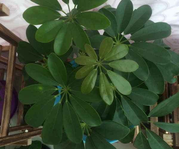 鸭掌木盆栽怎么养