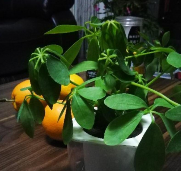 鸭掌木盆栽怎么养