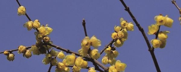 腊梅盆栽用什么土比较好