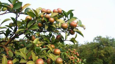 油茶树什么品种好 目前最好的油茶苗品种介绍
