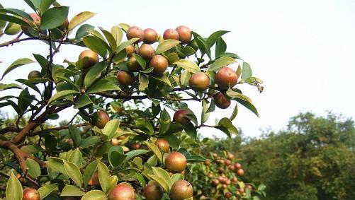 油茶树什么品种好