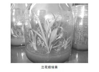 兰花种类有多少种 常见兰花品种介绍