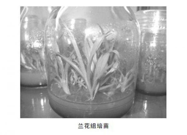 兰花种类有多少种