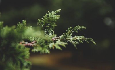 松树的种类有哪些 详解松树的种类和图解
